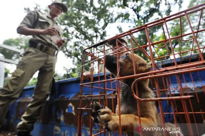 Truk Pengangkut Ratusan Anjing Diamankan Polisi di Tol Kalikangkung Semarang
