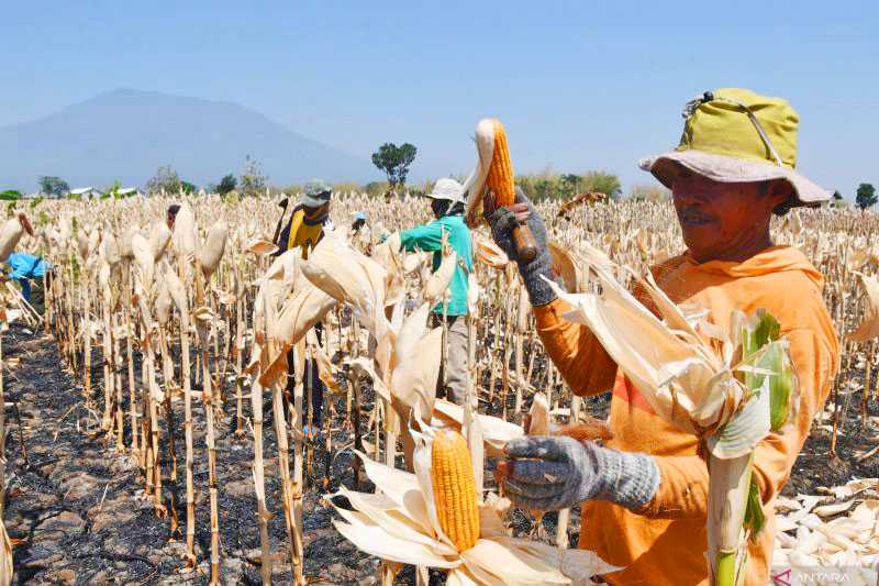 Turunkan Angka 'Stunting' dengan Konsumsi Jagung