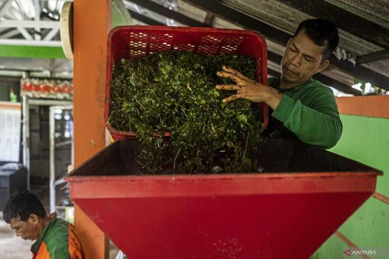 Unand Berhasil Olah Sampah Daun Jadi Residu Biomassa Kering