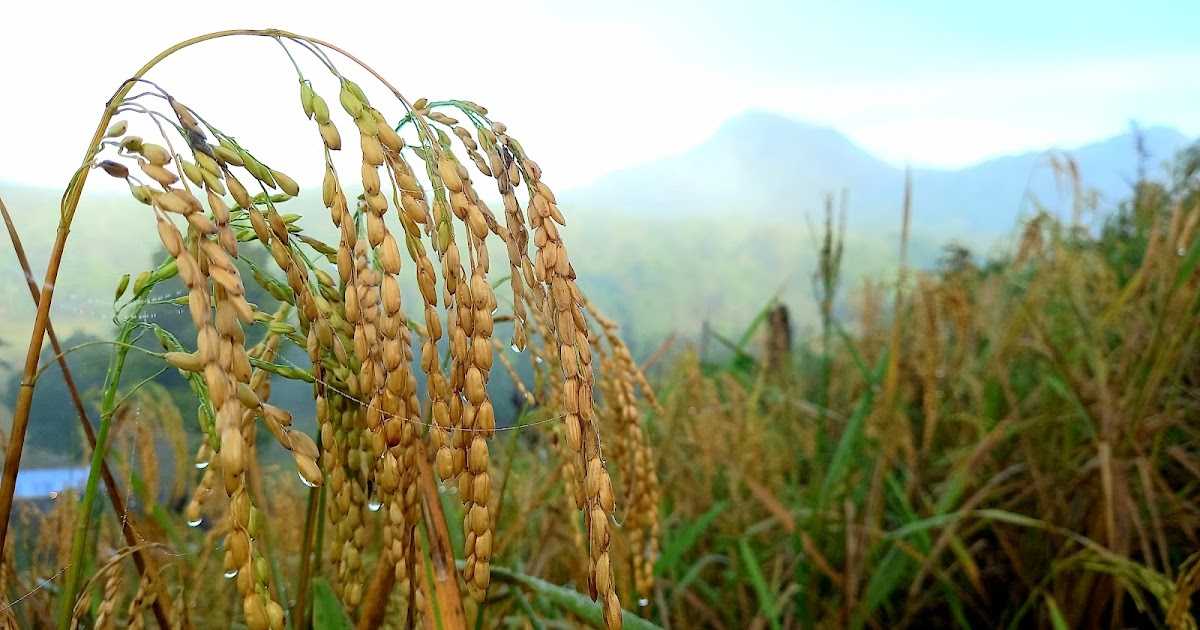 Untuk Ketiga Kalinya, UGM Luncurkan Varietas Padi Unggul