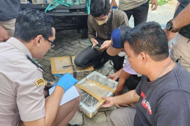 Upaya Penyelundupan 2.540 Ekor Burung Digagalkan