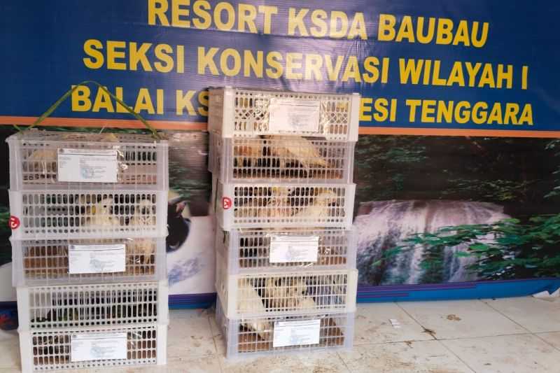 Upaya Penyelundupan Burung Endemik Maluku Digagalkan