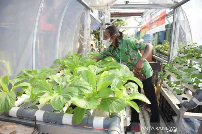 Urban Farming Bisa Atasi 30 Persen Kebutuhan Pangan IKN - Koran Jakarta