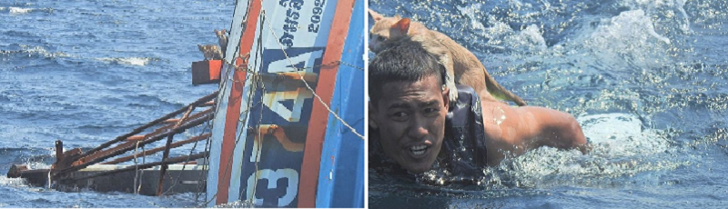 Viral Aksi Penyelamatan 4 Kucing dari Kapal Terbakar oleh Angkatan Laut Thailand