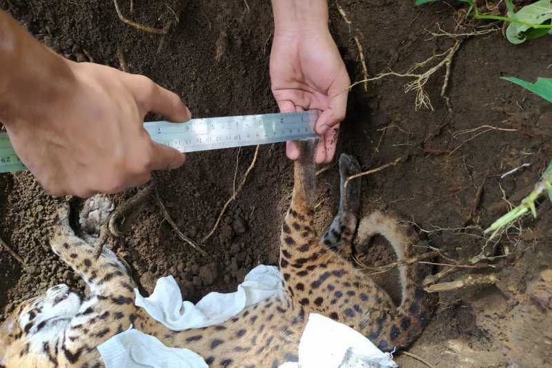 Warga Agam Temukan Kucing Hutan Mati di Pasar Lubukbasung