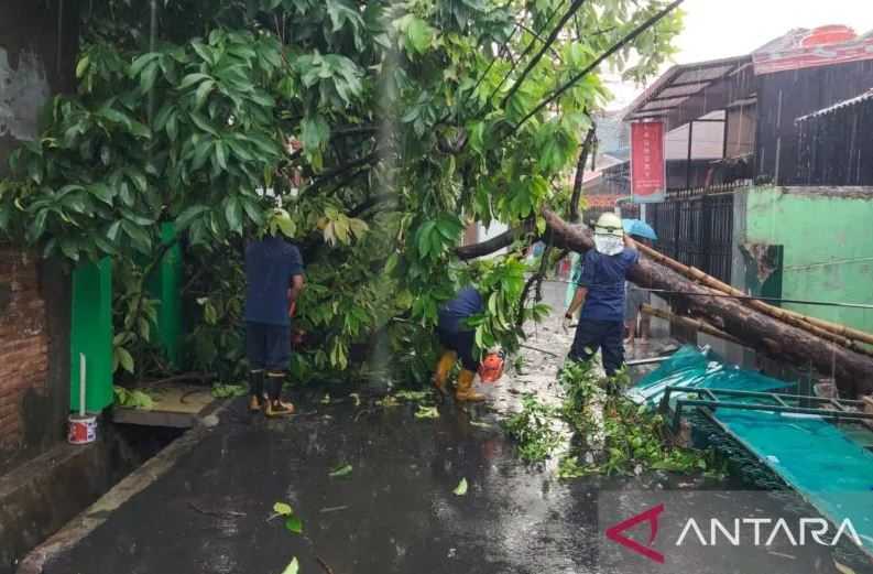 Waspada Pohon Tumbang, BMKG Perkirakan Sejumlah Wilayah DKI Hujan dari Pagi Hingga Siang