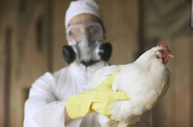 WHO: Kasus Flu Burung pada Manusia 'Jadi Perhatian Besar'