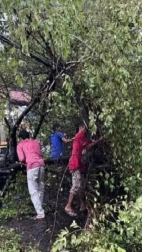 Cegah Tumbang Saat Hujan, Jaksel Pangkas 18.490 Pohon 