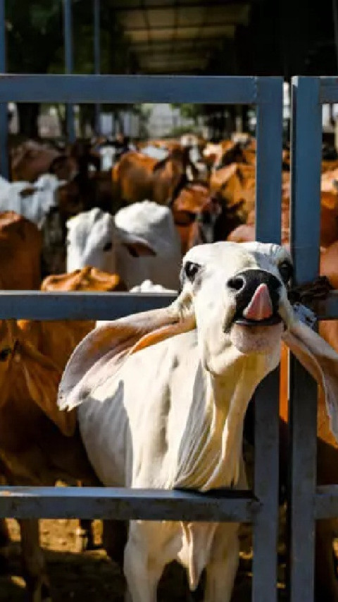 Ketika India Melirik Bioenergi dari Kotoran Sapi untuk Memangkas Karbon