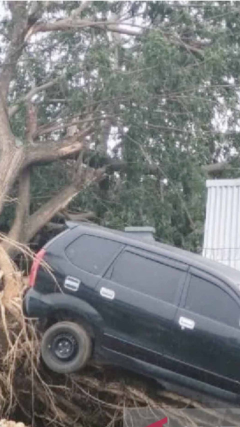 Musim Hujan, BPBD Lebak Minta Pengendara Waspadai Pohon Tumbang 