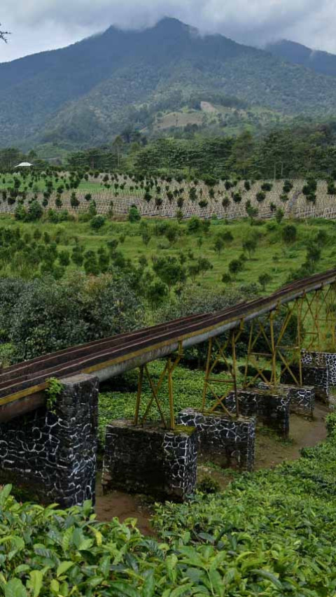 Kebun Teh Cisaruni, Jejak Keemasan Perkebunan Belanda di “Swiss van Java”