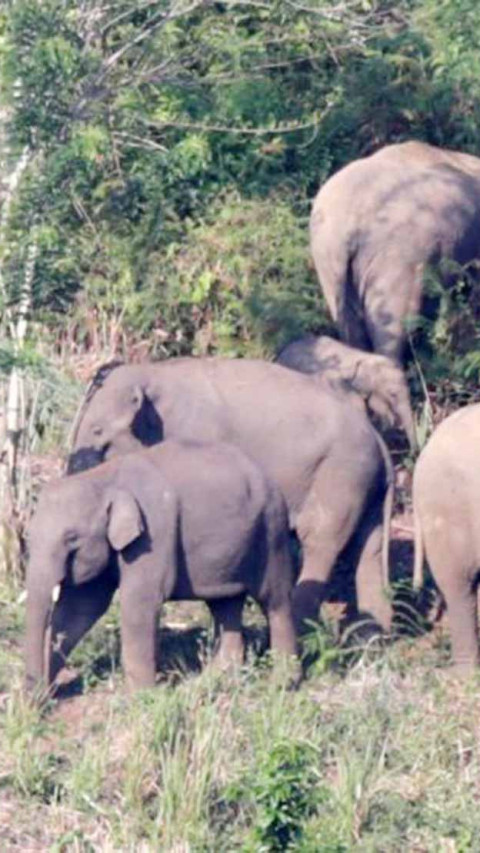 BKSDA Catat Masih Ada 120 Ekor Gajah Sumatera Hidup di TNBT Jambi