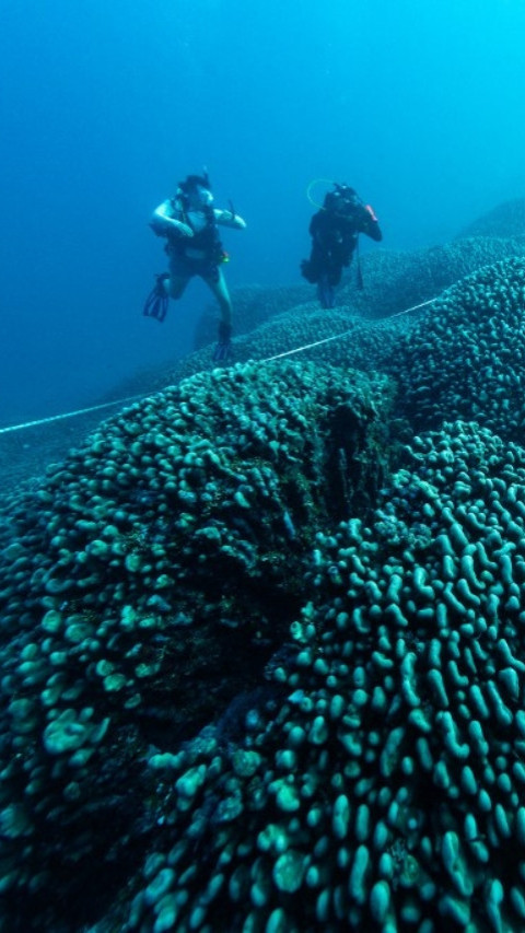 'Penemuan Karang Terbesar di Dunia di Kepulauan Solomon'