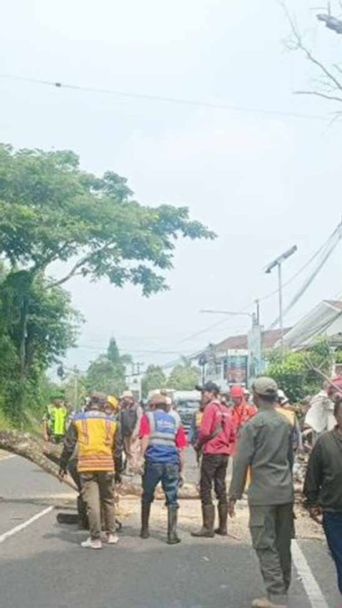 Pohon Rawan Tumbang Ditebang Petugas Gabungan BPBD Cianjur 