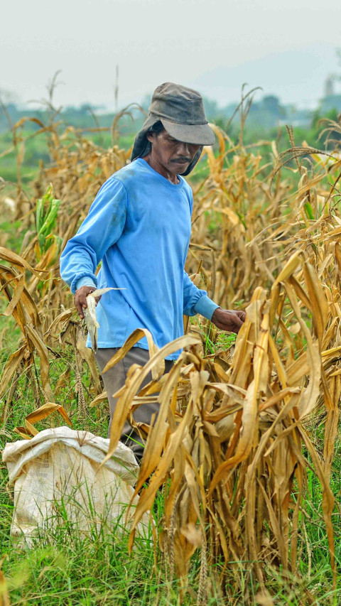 Petani Jagung Terdampak Kemarau