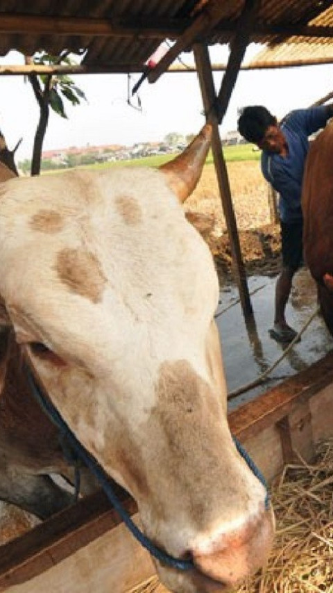 Impor Sapi Lemahkan Daya Saing Lokal