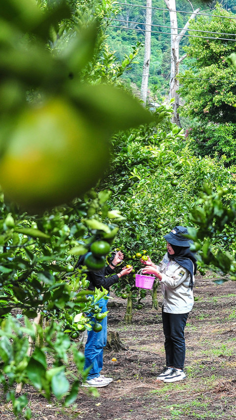 Kelola Kebun Agrowisata