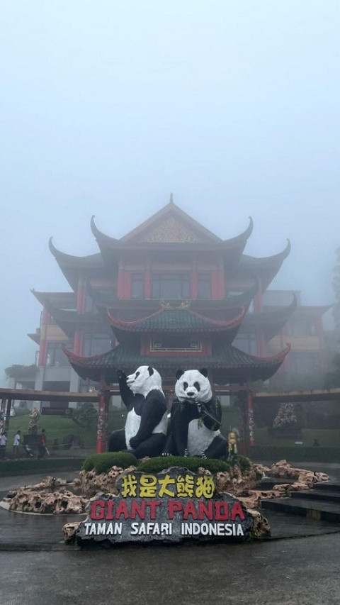 Naik Bus Wisata Gratis ke Istana Panda Taman Safari Bogor, Nikmati Sensasi Kabut di Ketinggian 