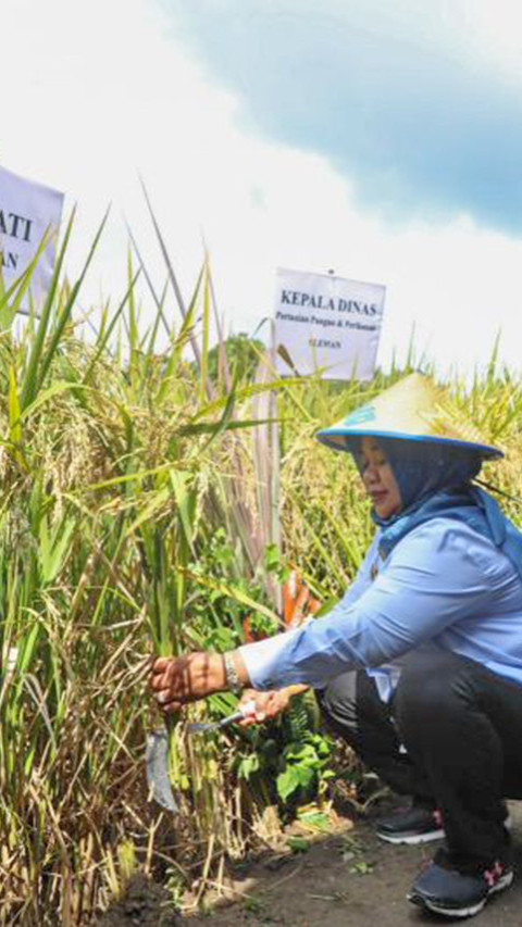 Kelompok Tani Selenggarakan Tradisi 'Wiwitan' Panen