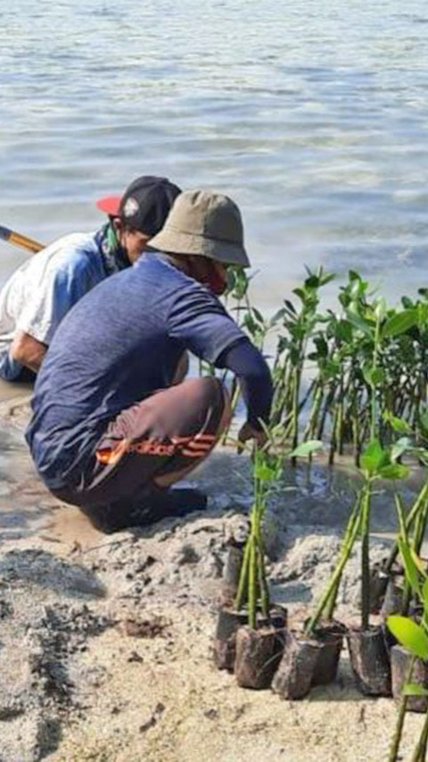 Jakarta Perbanyak Penanaman Mangrove