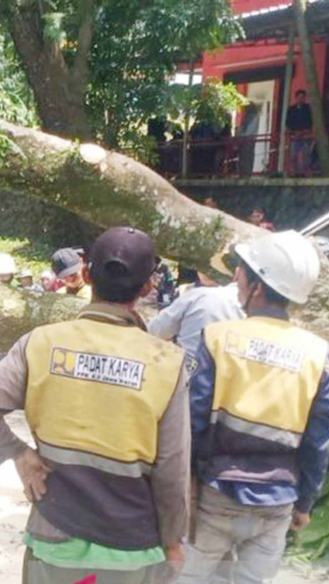 Pohon Tumbang yang Tutup Jalur Utama Cianjur Dievakuasi Petugas