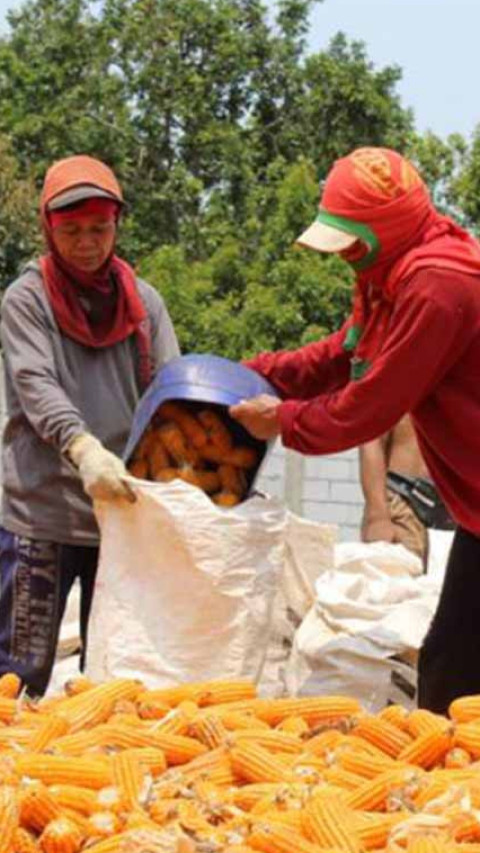 BRIN Bersama Perguruan Tinggi Kembangkan Benih Jagung Unggul Hibrida