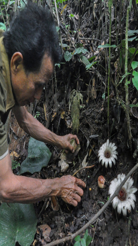 Bunga Rhizanthes mekar di Bengkulu