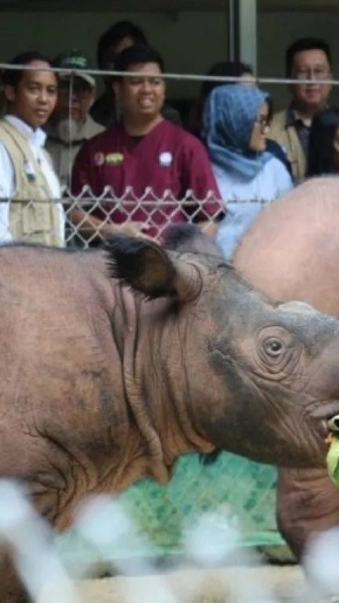 Berhasil Berkembang Biak, Total Lima Badak Telah Lahir di Suaka Rhino Sumatera