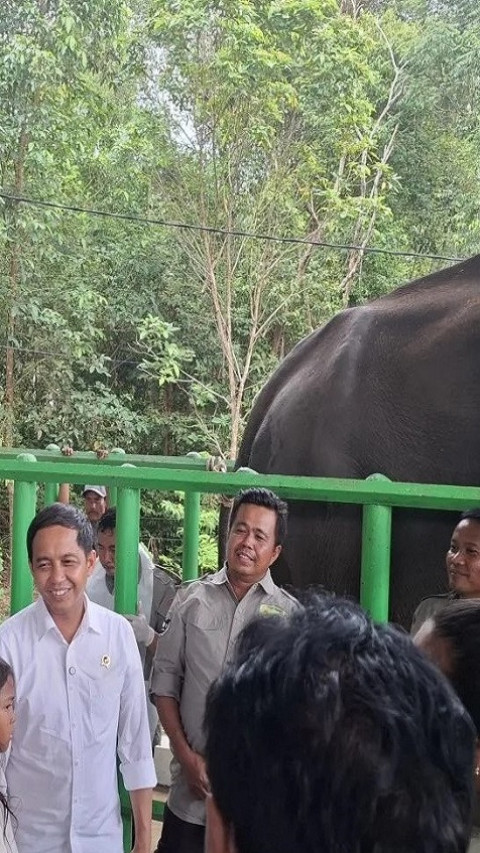 Menhut Segera Tambah Peralatan dan Dokter Hewan di Rumah Sakit Gajah