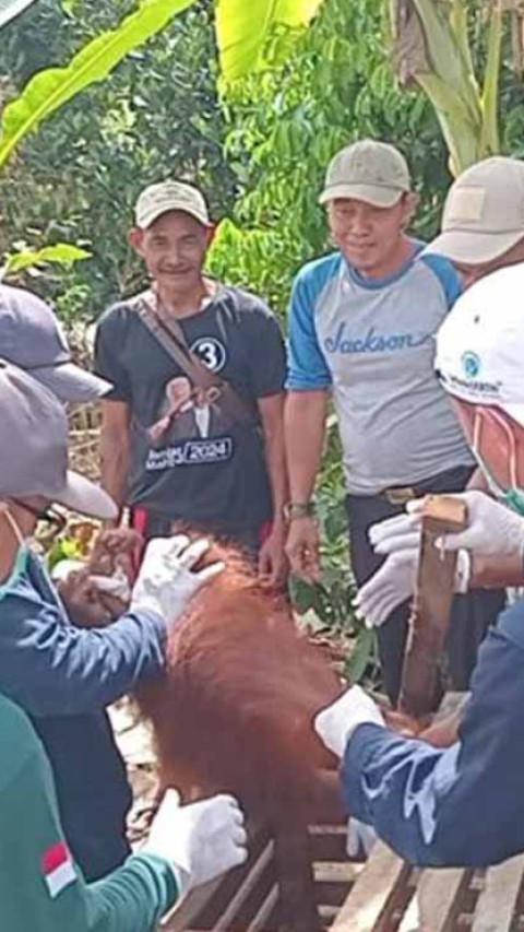 BKSDA Sampit Evakuasi Anak Orang Utan Temuan Warga