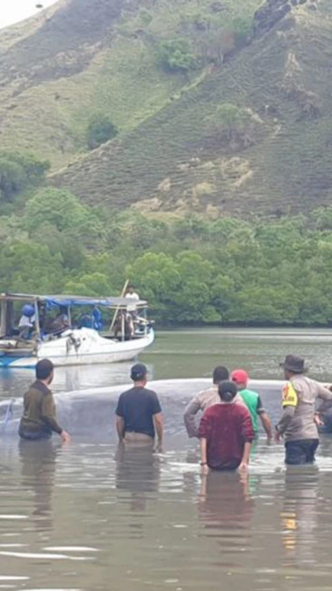 Seekor ikan paus ditemukan terdampar di perairan laut Ngada NTT