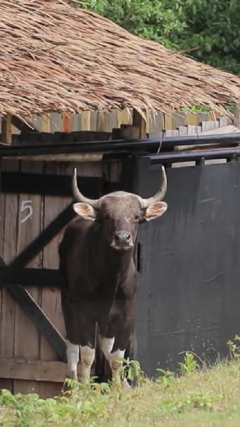 4 Ekor Banteng Jawa Dilepasliarkan di Cagar Alam Pananjung Pangandaran