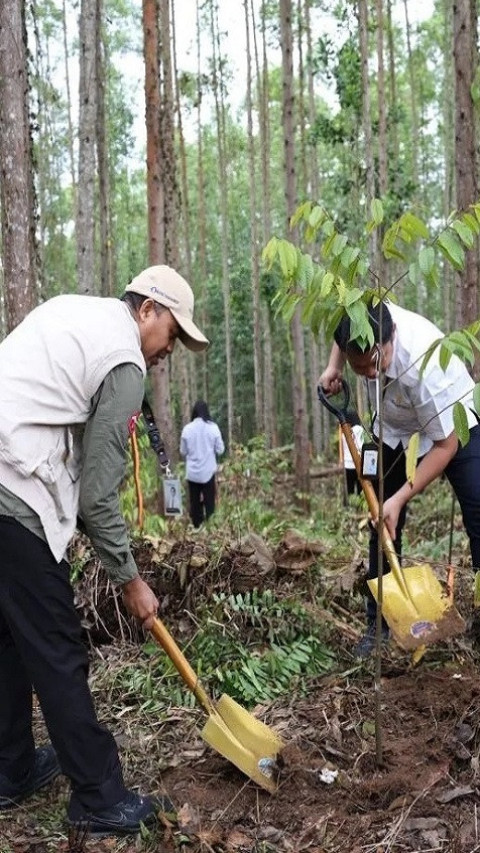 Gencarkan Pelestarian Lingkungan, OIKN Tanam 600 Bibit Pohon di Miniatur Hutan Hujan Tropis Nusantara