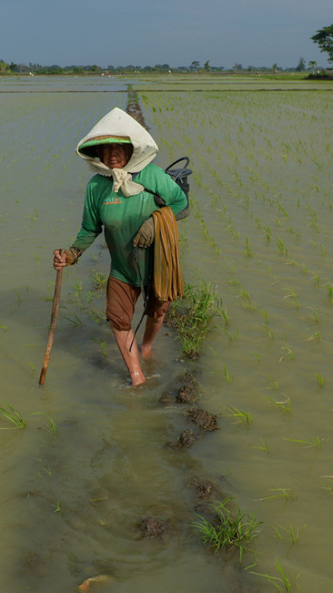 Ribuan hektare sawah terendam banjir di Banten