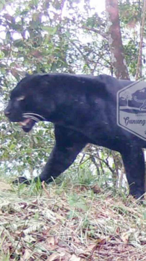 Tiga Macan Tutul Asli di Gunung Ciremai Berhasil Dideteksi Balai TNGC