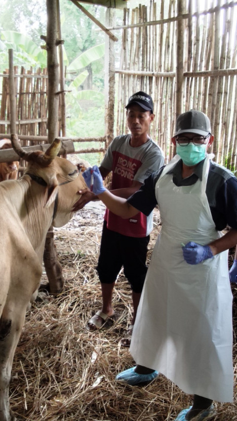 Wabah PMK Serang Ternak di Magetan