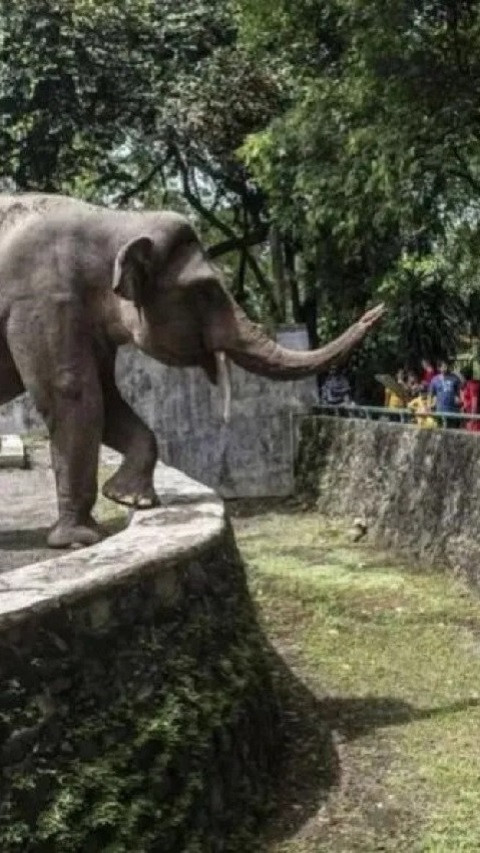 Melonjak Lebihi Target, 98.978 Orang Padati Taman Margasatwa Ragunan pada Tahun Baru