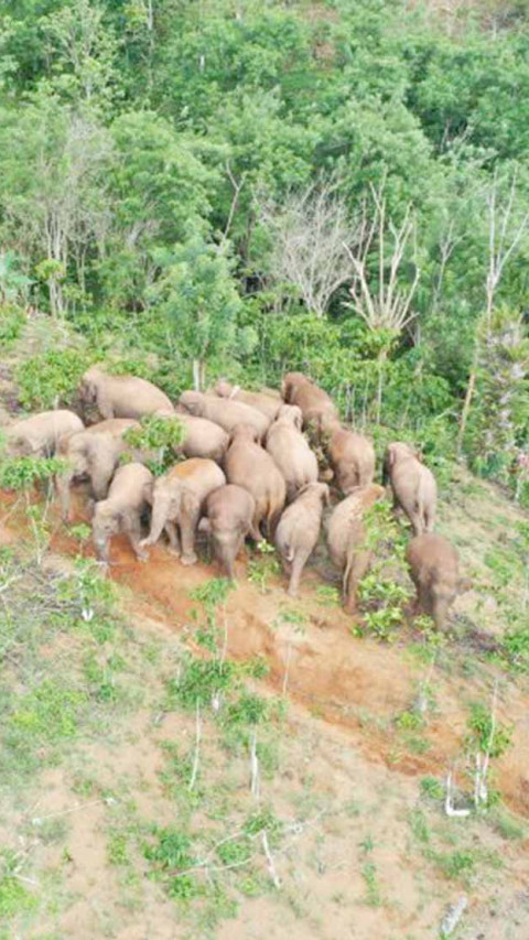 Tujuh Rumah Warga Tanggamus Dirusak Gajah Liar        