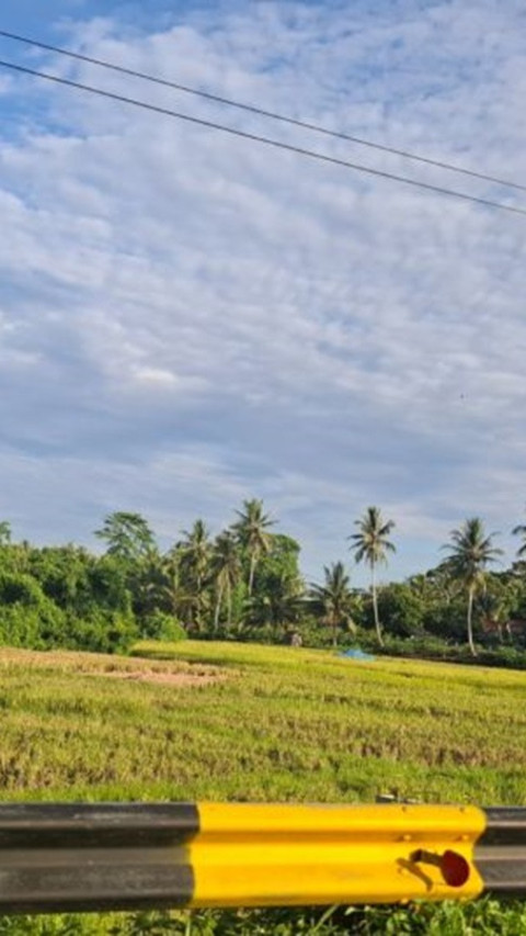 Produksi Benih Padi Lampung Selama 2024 Capai 9.606 Ton