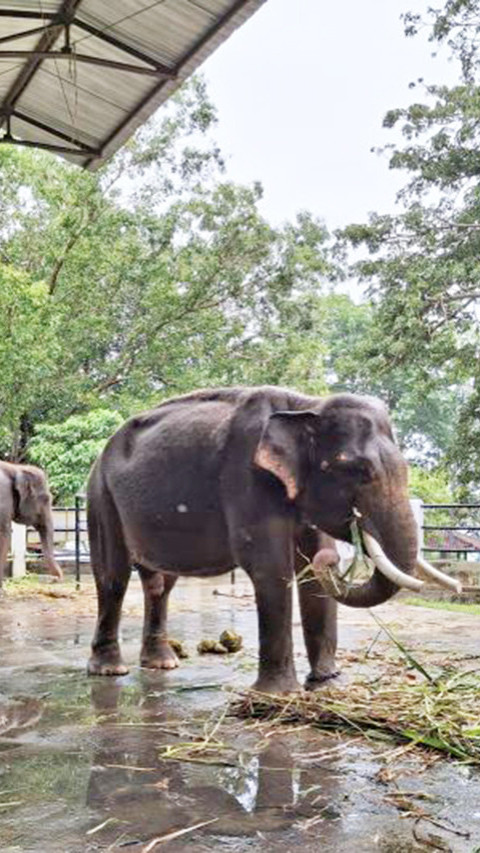 Disporapar Wonogiri: Gajah yang Dirantai sedang Birahi