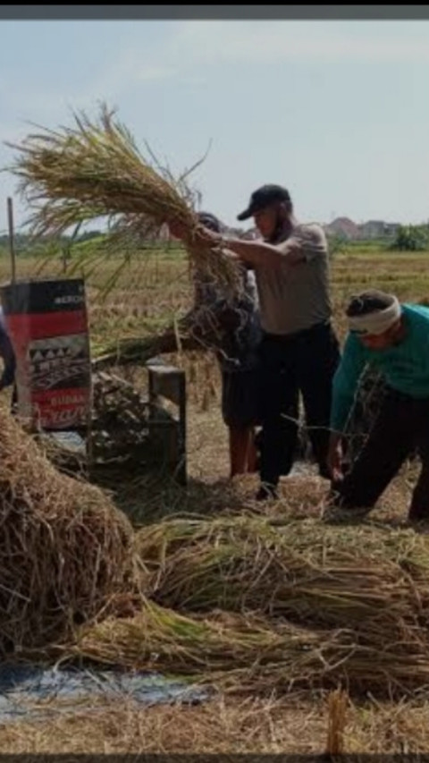 Panen Raya Beras Maret-April, HPP Baru Disiapkan