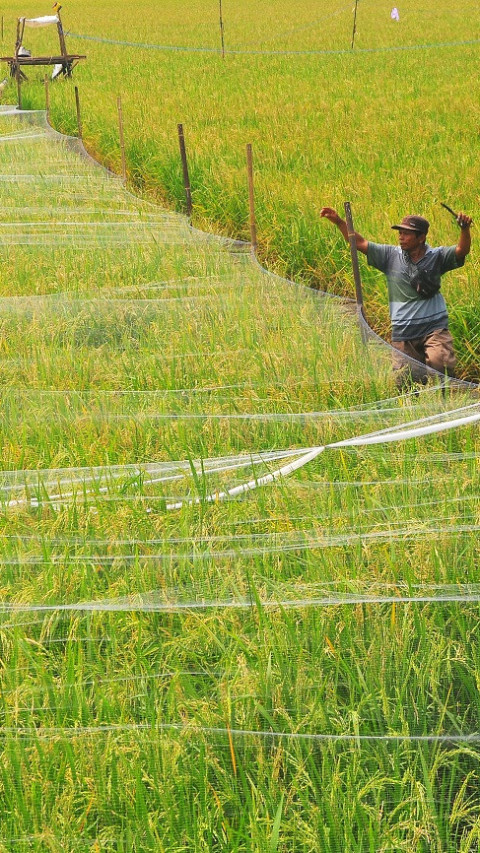 Stabilitas Harga Gabah Harus Dijaga Jelang Panen Raya, Jangan Sampai Petani Terus Merugi