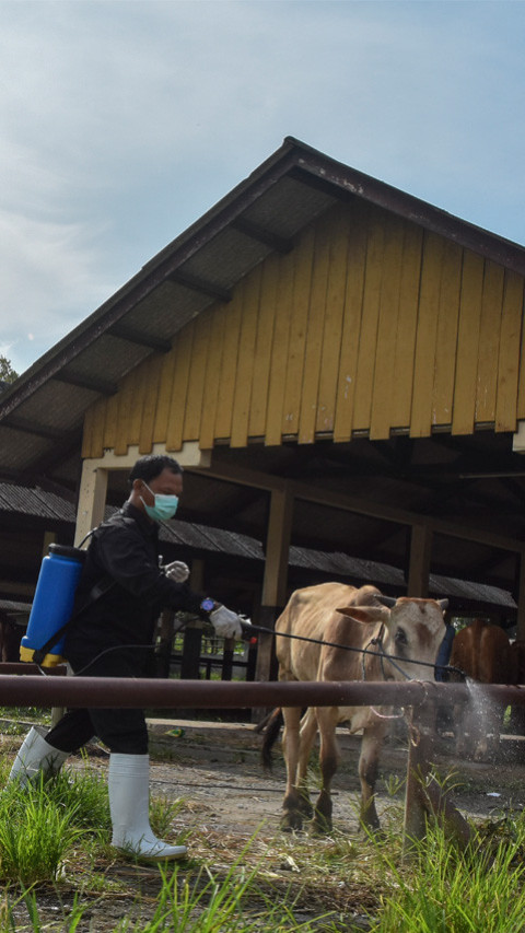 Kasus PMK sapi di Tasikmalaya