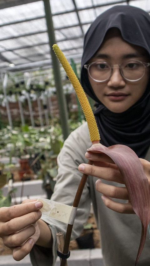 Budi Daya Tanaman Hias Anturium