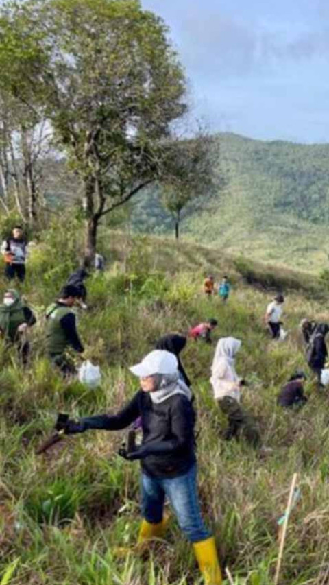  Pemprov Kalsel Hijaukan Gunung Pamaton Melalui Penanaman Pohon 