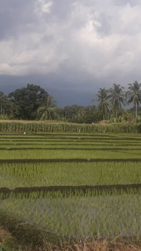 Jelang Ramadan 2025, Pemkab Pasaman Barat Pastikan Ketersediaan Beras