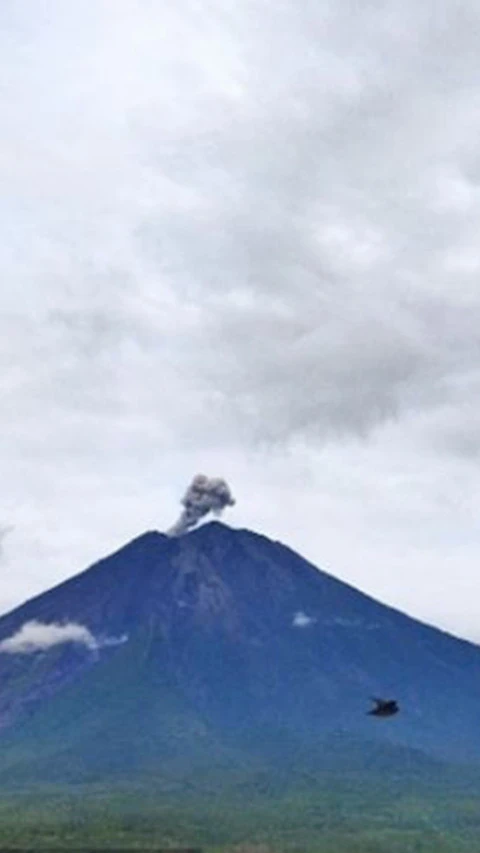 Semeru Erupsi dengan Tinggi Letusan Hingga 700 Meter