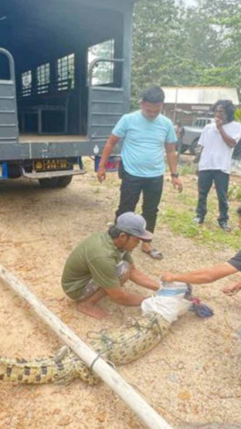 Bikin Resah, Warga Pesisir Mentok Tangkap Buaya Sepanjang Dua Meter