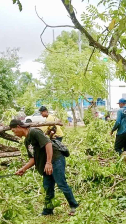 Badai Besar Landa Batam, Disperakimtan Catat 15 Kasus Pohon Tumbang