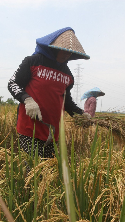 Kenaikan HPP Gabah Jaga Petani Dapat Insentif Ekonomi